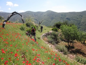 singletrack through the terraces