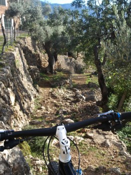 trail through olive terraces
