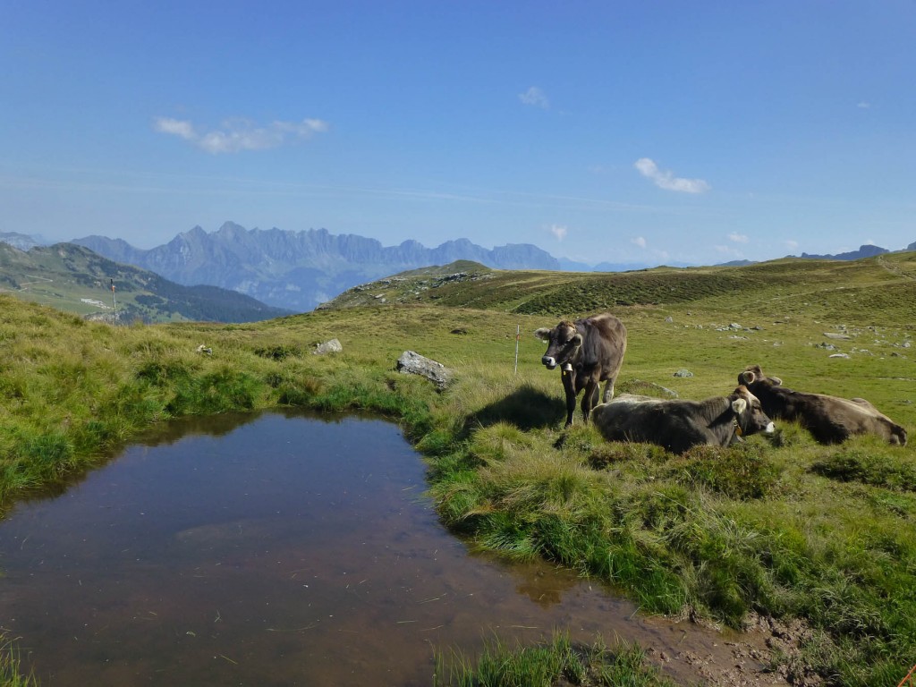 Swiss cows